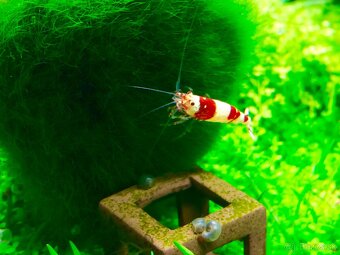 TOP PREMIUM Krevety, Akva machy, PREMIUM RED BOA - TRENCIN - 2