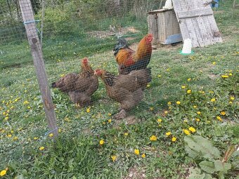 Predám brahmanky - 2