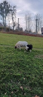 Prodám ovce kamerunské dorper - 2