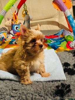 Golddust s PP, Yorkshire s PP - 2