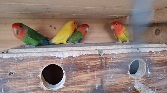 Agapornis ruzovohrdly - 2