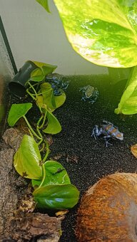 Dendrobates auratus bronze - 2