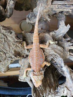Agama bradatá - 2