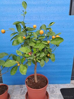 Citrus calamondin Citrus Mitis - 2