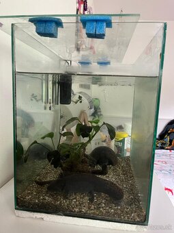 Axolotl mexický - 2
