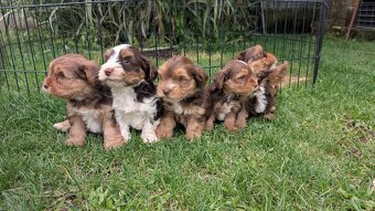 Yorkshire terrier - 2