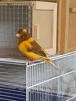 Astrild trstinový, pásovník dlhochvostý - 2