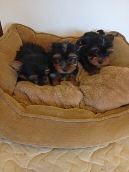 Yorkshire teriér Yorkshir - 2