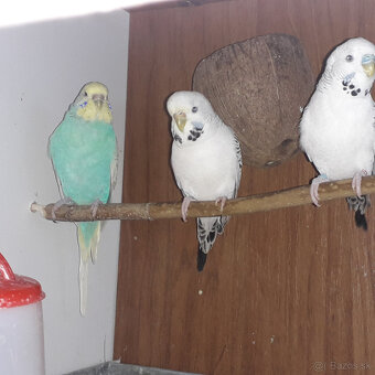 predám andulky a zebričky - 2