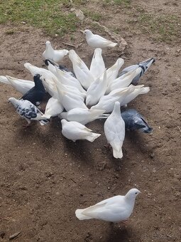 BIELE POŠTOVÉ HOLUBY - 2