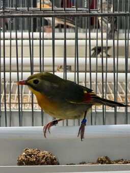 Leotrix lutea - 2