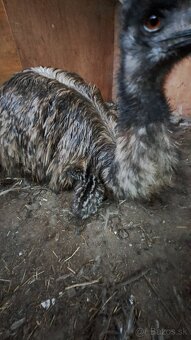 Pštros emu hnedý - 2