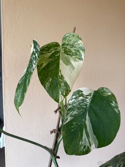Monstera albo variegata - 2