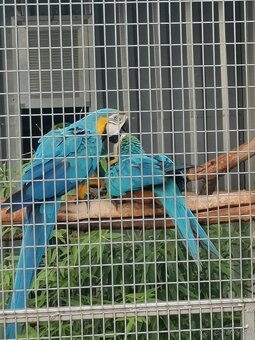 ARA ARARAUNA - 2