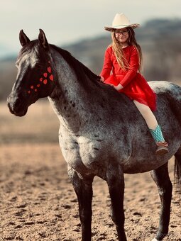 Pripúšťanie American Quarter Horse - 2