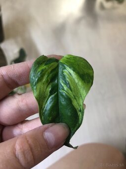 Pothos vzácny - 2