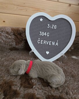 Weimarský stavač - štěniatka s PP - 2