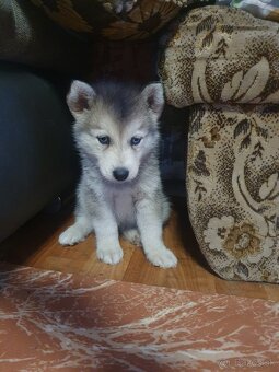 Husky - 2