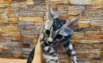 Bengálske mačiatka, bengalska mačka s Rodokmeňom - 2