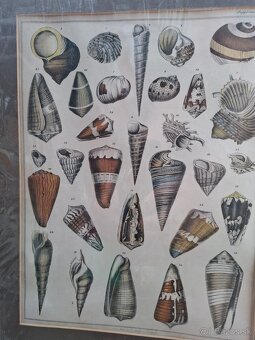 Predám starý obraz Farebná litografia Škeble a lastury 24 € - 2