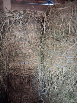 Predám datelinu - 2