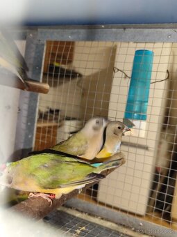 Amadina Gouldova - 2