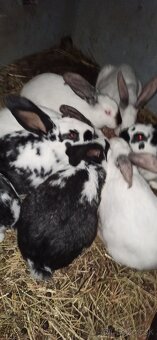 Predám 3 mesačne  králiky - 2