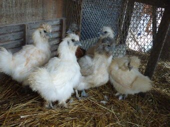 Predám mladé zdrobnelé hodvábničky - 2