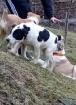 Stredoázijský ovčiak -šteniatka - 2