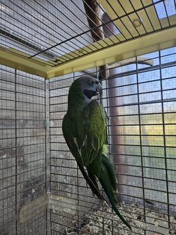 Alexander čínsky - 2