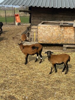 jahniatka kamerunskej ovce - 2