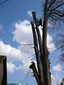Zrezávanie a pílenie rizikových stromov - 2