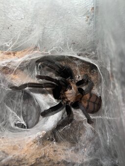 Tarantula, pavuk - 2