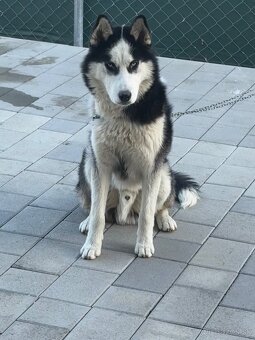 Sibírsky husky - 2