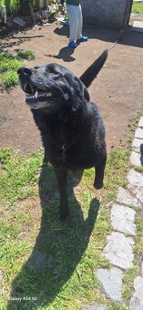 Križeni labrador a slovenskí vlk - 2