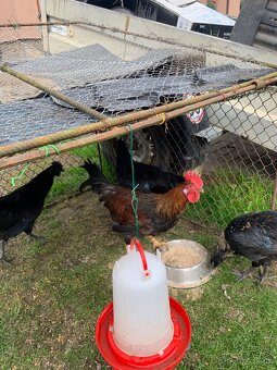 Ayam cemani kohútiky - 2