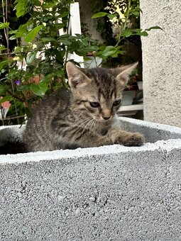 Darujeme pekné hravé zdravé mačiatka - 2