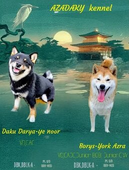 Shiba Inú s PP Fci - 2