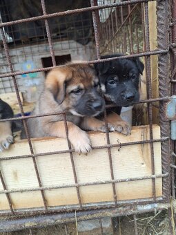 Ponúkam steniatka - 2