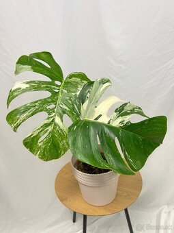 Monstera Deliciosa Albo variegata - 2