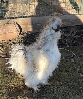 USA-hodvabničky - 2