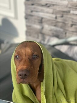 Maďarská vyžla - krytie - 2