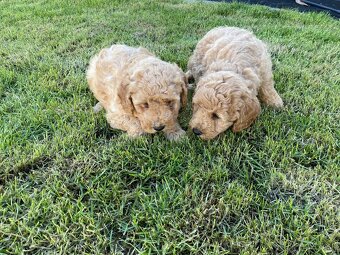 Predam cavapoo - 2