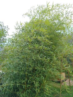 Bambus phylostachys celoročný - 2