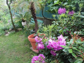 Pekne rododendrony a pajazmin vencovy - 2