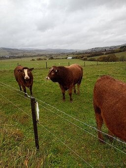 Predám telnu jalovicu L/simental - 2