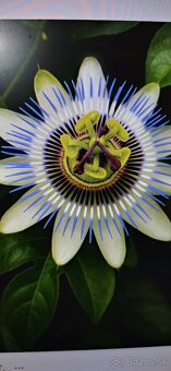 Maracuja Passiflora edulis (mučenka) - 2