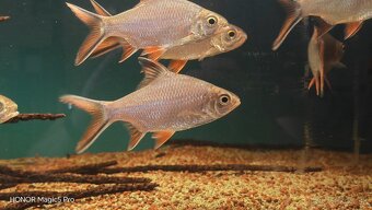 Akvariové ryby (raritky) k odberu - 2