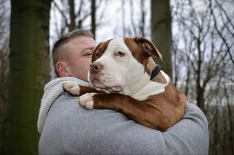 Predám American Bully -Lady Winner(6 mesiacov) - 2
