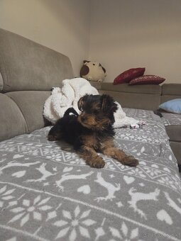 Predám psíka Yorkshirsky terier - 2